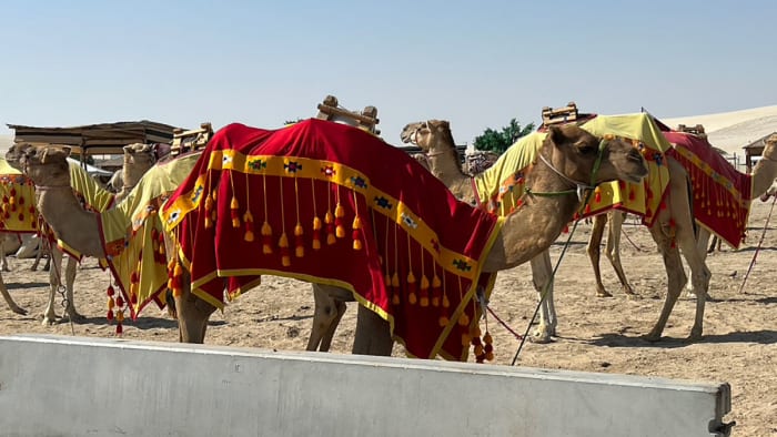 Camels in Qatar